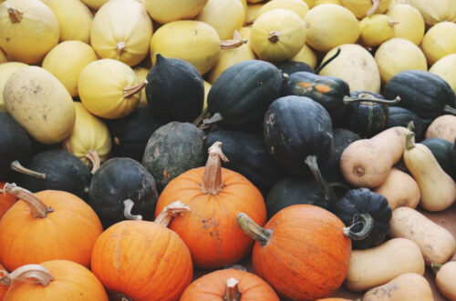 pumpkins and other squash