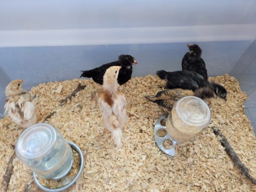 growing chicks in a bin