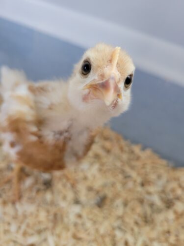 growing chick looking into camera