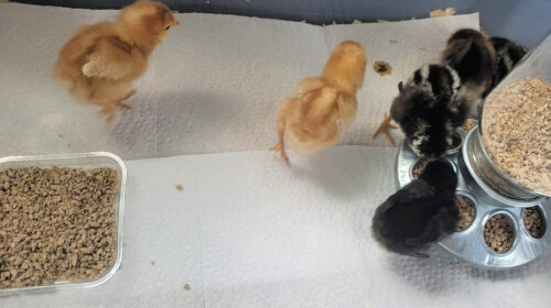 6 chicks eating chick food