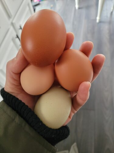 handful of eggs