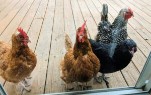 four chickens looking into window