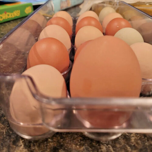 eggs in egg carton