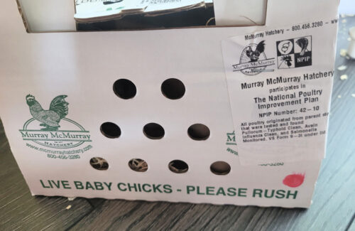 box with baby chicks inside