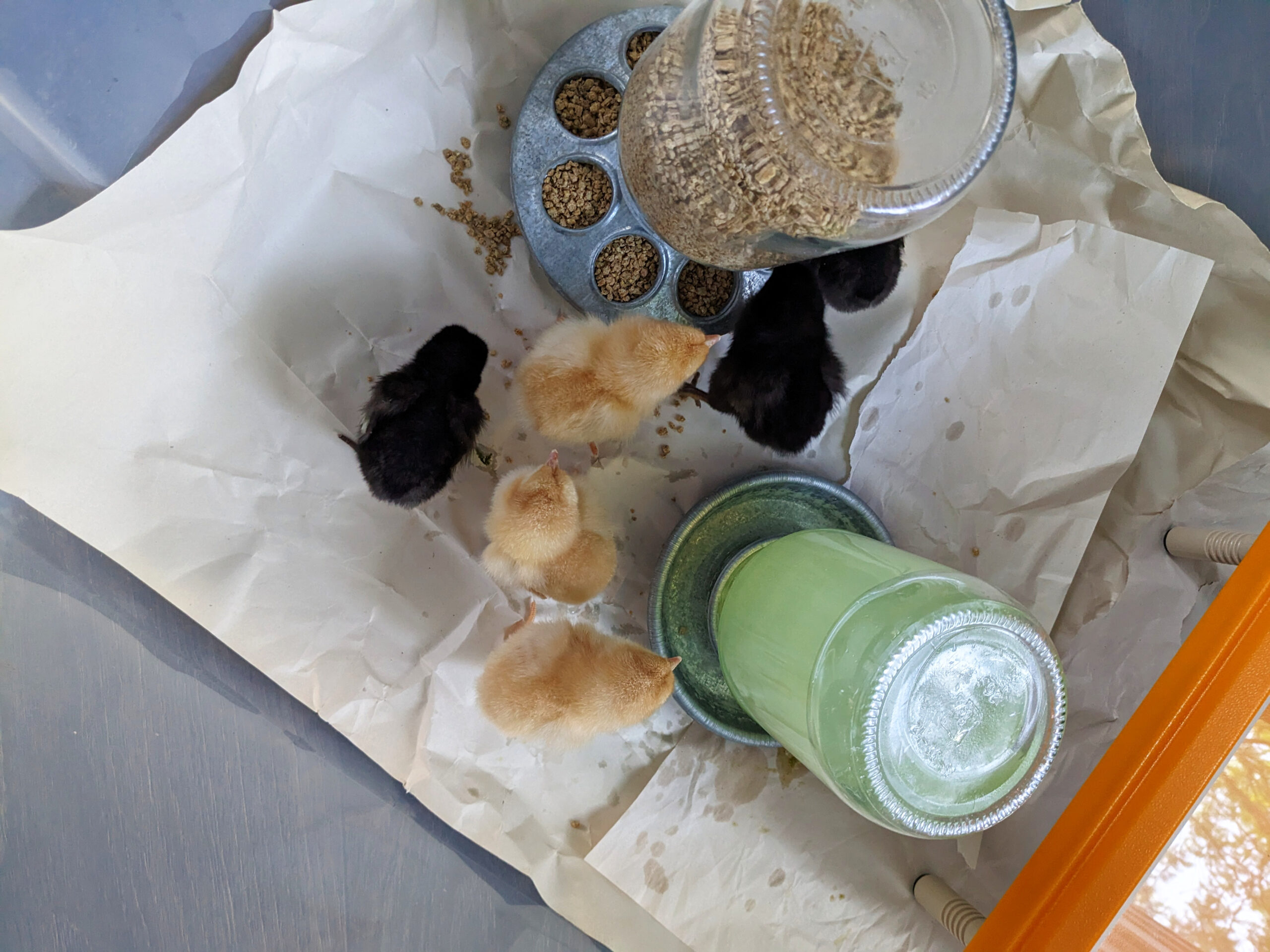 Baby chicks in brooder
