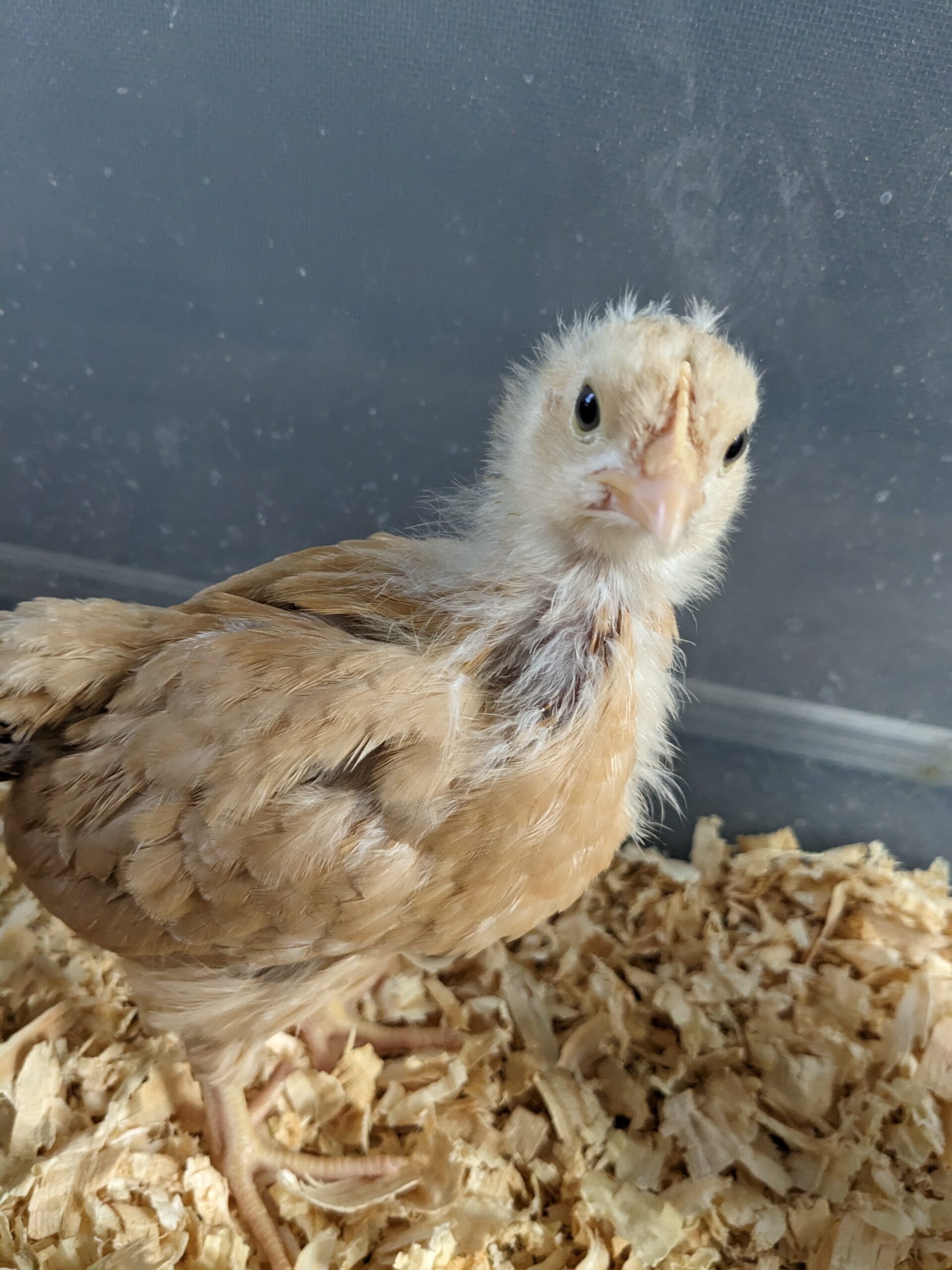 Three week old buff orpington