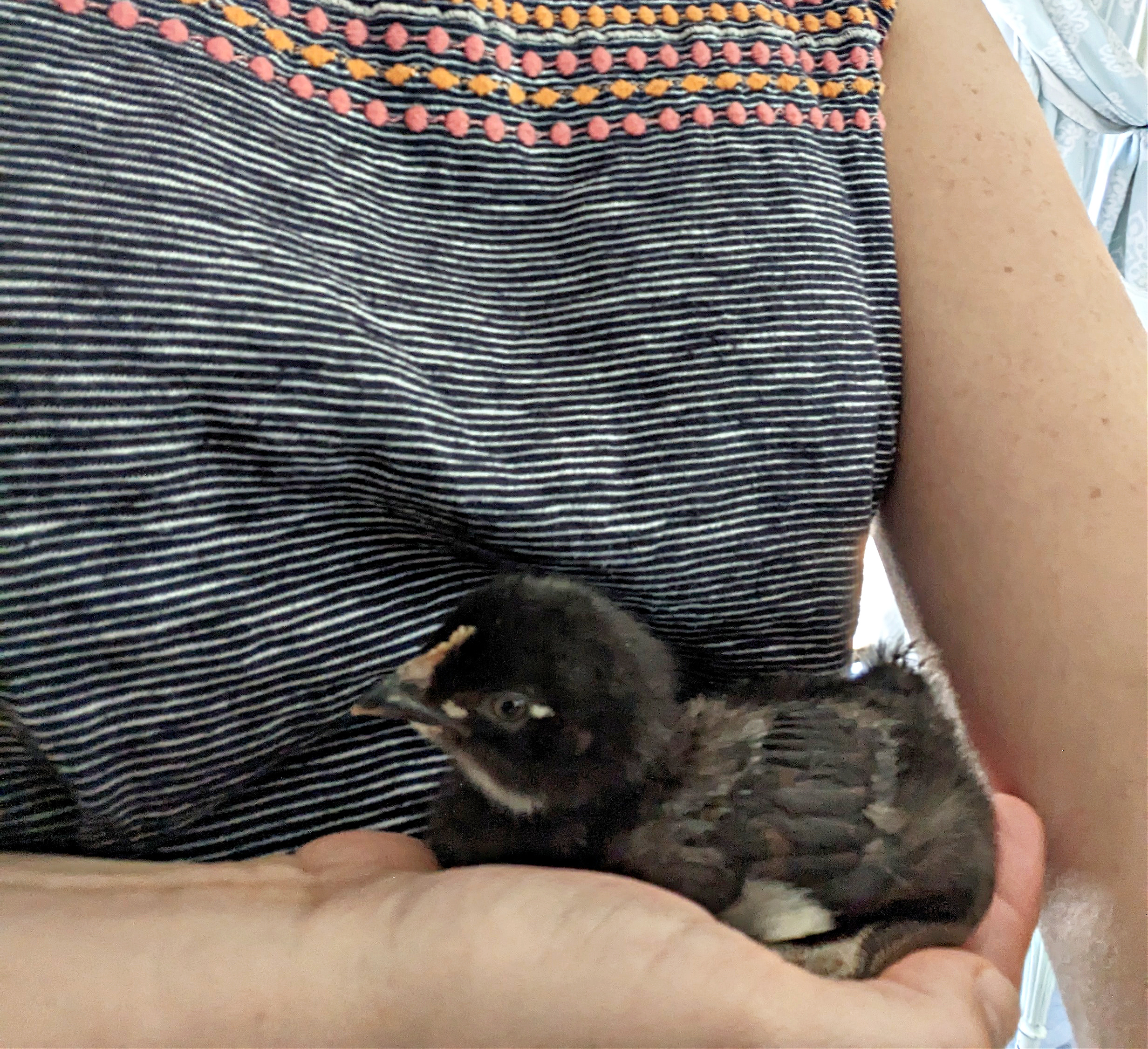 Kristyn holding a baby chick