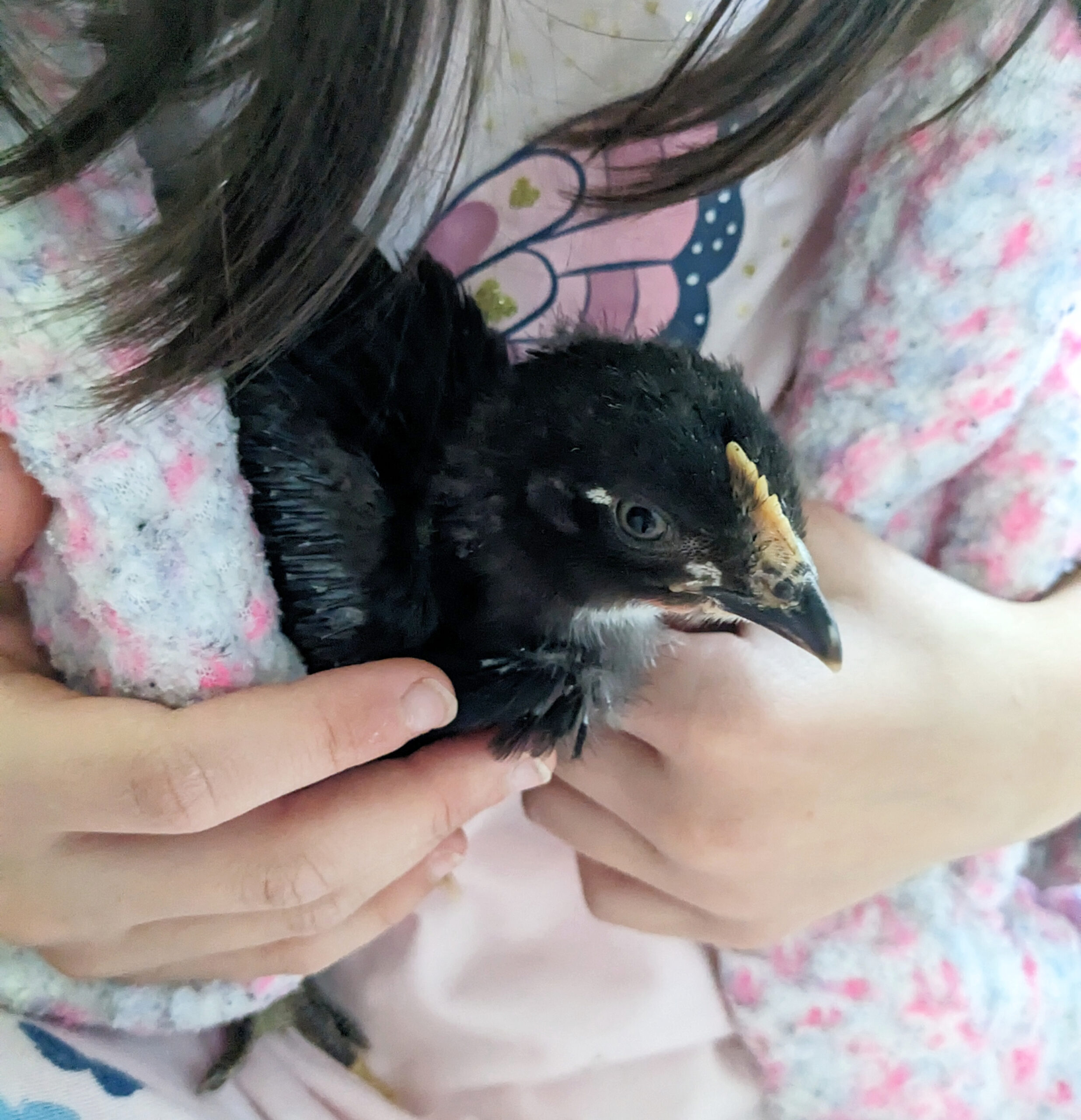 Snuggling black start chick