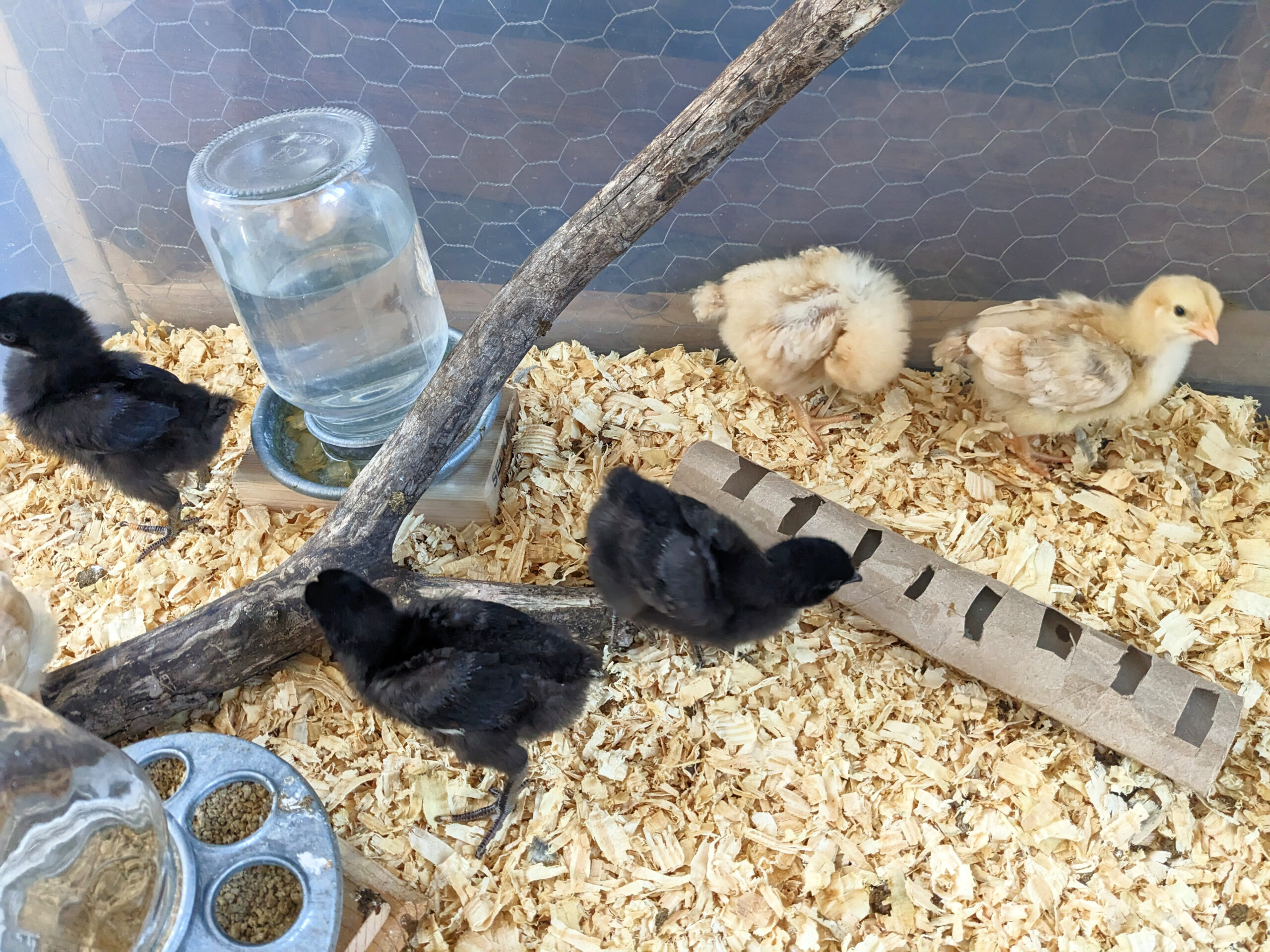 two week old chicks in brooder