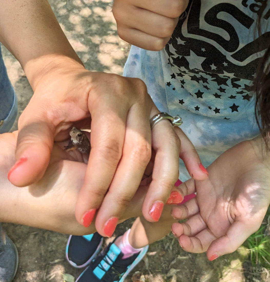 Frog that we caught on a hike
